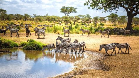 Tanzania Safari Trip: Everything You Need To Know!