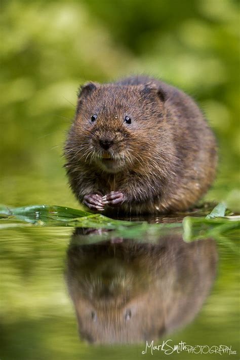 European Water Vole (Arvicola amphibius) | Animals, Nature animals ...