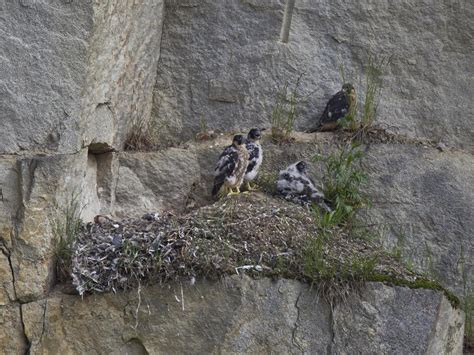 Peregrine Falcon Nesting: A Complete Guide | Birdfact