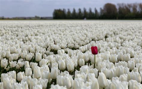 🔥 Download White Tulips Wallpaper HD5 by @afuller33 | White Tulips ...