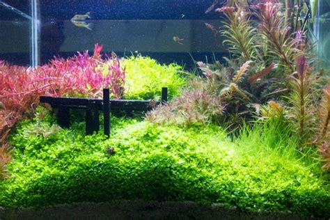 18 Best Easy Aquarium Plants for Beginners