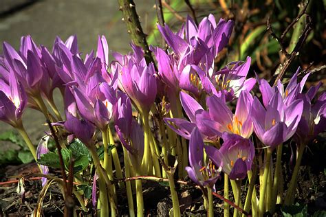 Colchicum Autumnale – NutraWiki