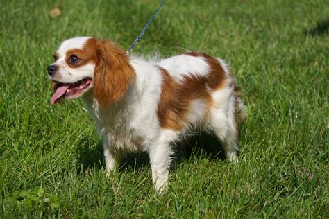 AKC Registered Cavalier King Charles Spaniel For Sale Millersburg OH M ...