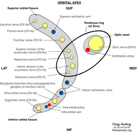 SUPERIOR AND INFERIOR ORBITAL FISSURE | Medical anatomy, Human anatomy ...