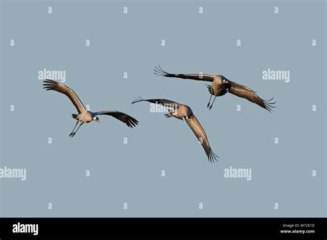 Common crane in its natural habitat in Sweden Stock Photo - Alamy