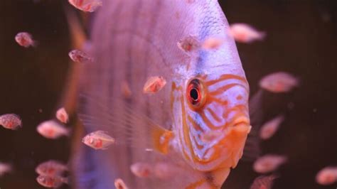 Discus Fish Breeding Guide - Avid Aquarist