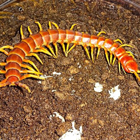 Peruvian Giant Yellow Leg Centipede DANGEROUS