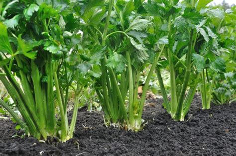 Where Does Celery Grow? » All the Tips for Success