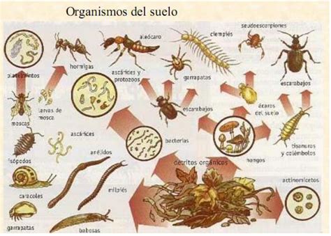 Biología Del Suelo: BIOLOGÍA DEL SUELO