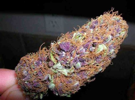 Purple Haze Cannabis Strain Genetics and History - High CBD Marijuana Seeds