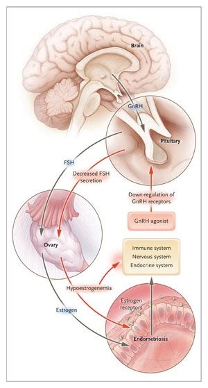 Gonadotropin Releasing Hormone Analogues Gnrhas - cloudshareinfo