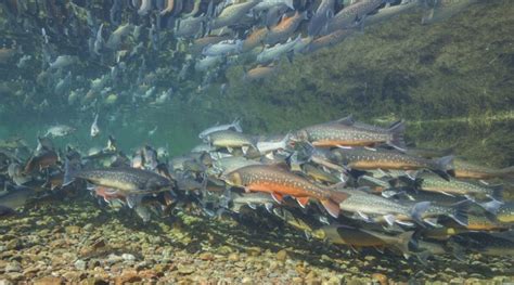 Arctic Char vs Salmon: A Complete Guide - Fishmasters.com