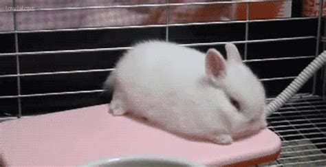 Bunny Rabbit GIF - Find & Share on GIPHY