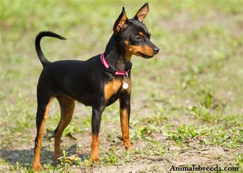 Miniature Pinscher - Puppies, Rescue, Pictures, Information ...