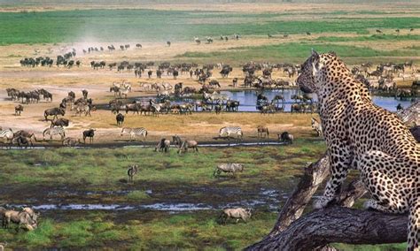 Ngorongoro Crater Facts | Ngorongoro Conservation Area | Tanzania