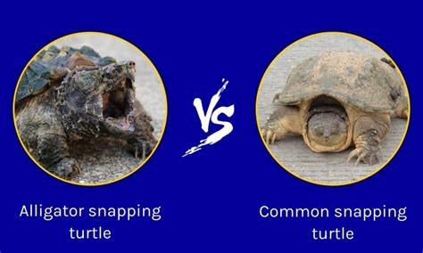 Alligator Snapping Turtle vs Common Snapping Turtle: What Are The ...