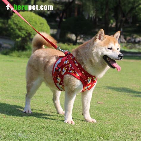 dog harness outdoor for Shiba Inu, Bomei