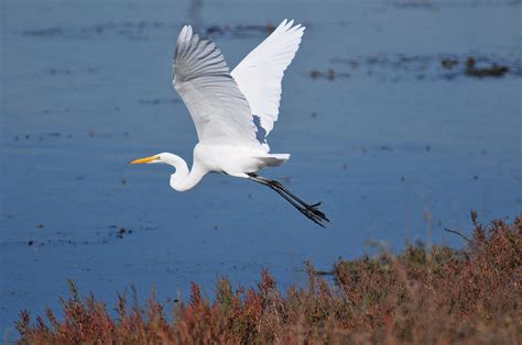 Great Egret | Nature Collective