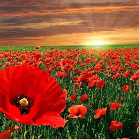 Remembrance Day Poppies Png : Remembrance poppy flower common poppy ...