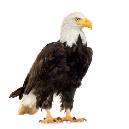 A Large Bald Eagle On A White Background Stock Photo - Download Image ...