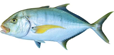 Trevally golden | NT.GOV.AU