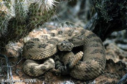 Venomous Snakes of Utah | Wild Aware Utah | Reptiles and amphibians ...