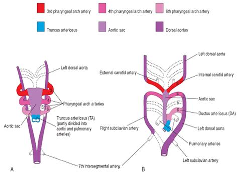 206 bones of the body: Cardiovascular Embryology