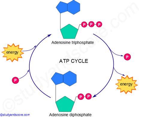 ATP Cycle: Structure and role of ATP in biological reactions | Study&Score