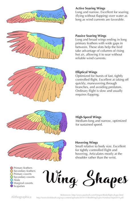 Science Fact Friday: Wing Shapes by Alithographica on DeviantArt