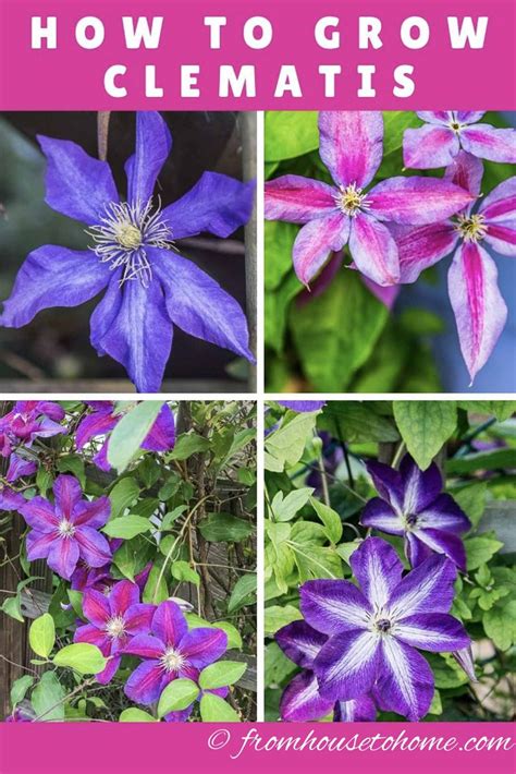 Clematis Care: The Ultimate Guide To Planting, Growing and Pruning ...