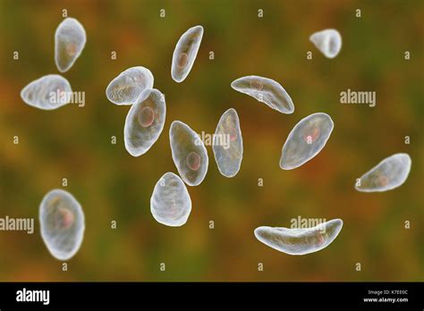 Toxoplasma Gondii Stock Photos & Toxoplasma Gondii Stock Images - Alamy