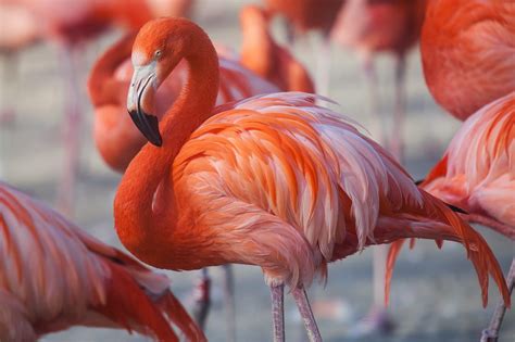 Flamingo wurde aus deutschem Zoo gestohlen