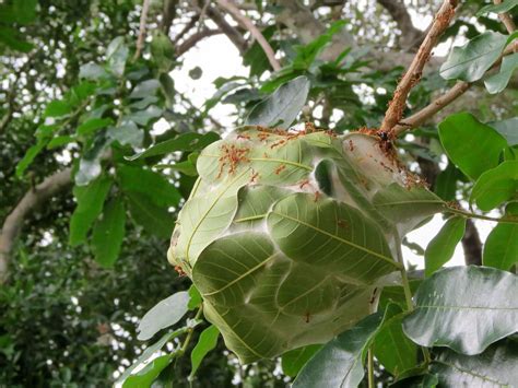 Weaver Ant Nest, Isimangalisso Wetlands, St Lucia, South A… | Flickr