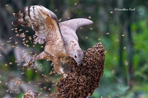 Video:A Honey Buzzard has been саᴜɡһt on camera stealing honeycomb from ...