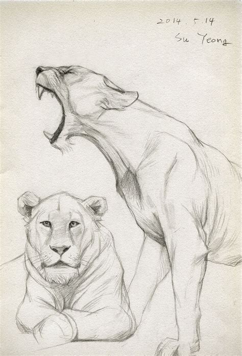 Draw 2014.05.14 by Kimsuyeong81 on deviantART | Schizzi di animali ...