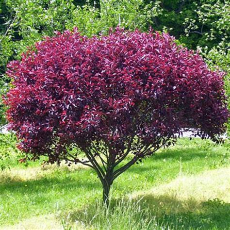 Purpleleaf Sand Cherry - Goode Greenhouses