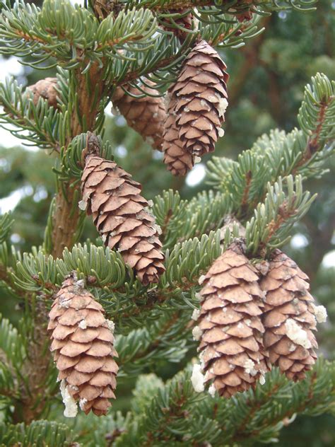 What Are Examples Of Gymnosperm Plants