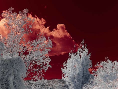 Infrared Filters: What Are They & How Do They Work · Urth Magazine