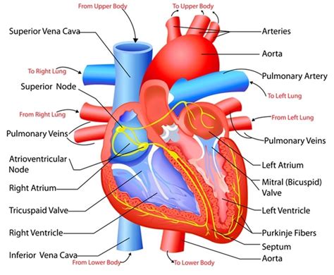 Estructura Del Corazon Y Sus Funciones - Dinami