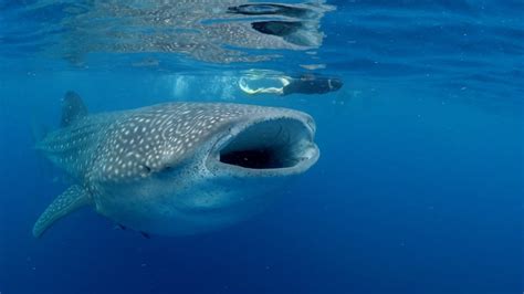 Whale Sharks Showing Off Their Wide Mouths - YouTube