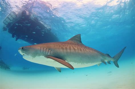 Classification of tiger shark - Great Barrier Reef