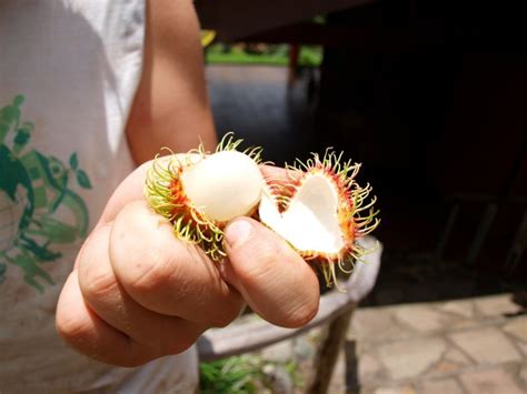 It’s Rambutan Season! - Green Living Ideas