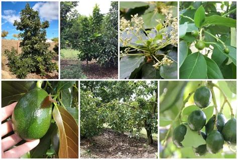 7 Best Types of Avocado Trees to Grow in Florida