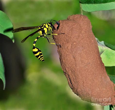 Potter Wasp With Its Nest Photograph by K Jayaram/science Photo Library ...