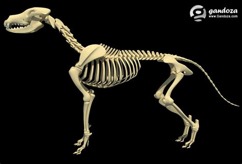 Dogs - Dog Skeleton by Gandoza on DeviantArt