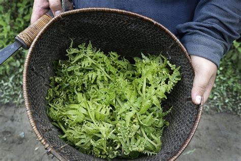 Stepping up to the plate: Rediscovering wild edible plants for food ...