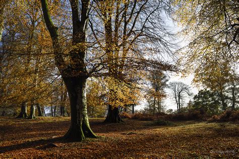 New Forest Autumn 2018. Beautiful Autumn Colours & Beech Trees