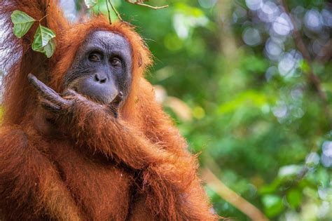 Fleeting Glimpses of Indonesia’s Endangered Orangutans - The New York Times