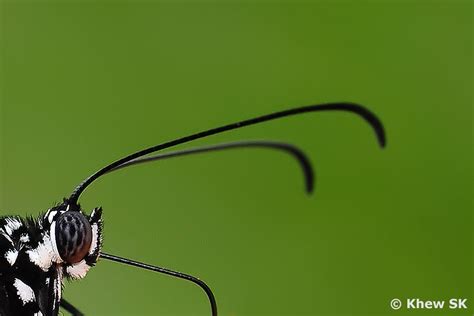 Butterflies of Singapore: The Butterfly Antennae