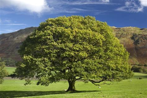 English Oak: Plant Care & Growing Guide | English oak tree, Oak tree ...